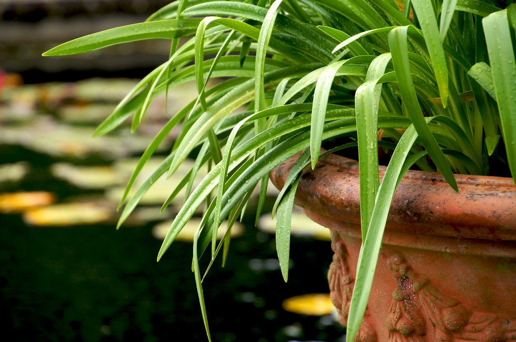 potted agapanthus in italian gardens of borde hill gardens Potted agapanthus in italian gardens of Borde Hill Garden