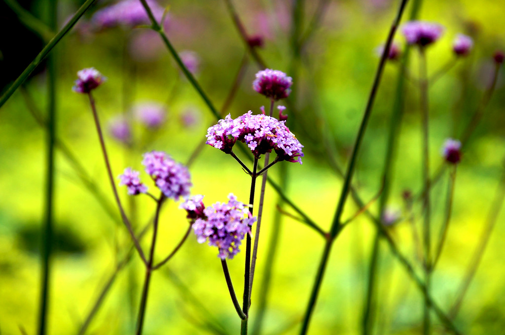 purple flower in midsummer border in borde hill gardens Purple flower in midsummer border in Borde Hill Garden