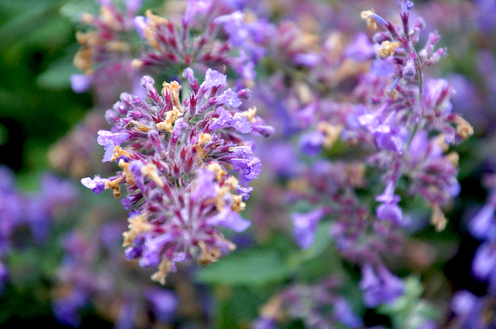 purple heather in jay robins rose garden in borde hill gardens Purple heather in jay robins rose garden in Borde Hill Garden