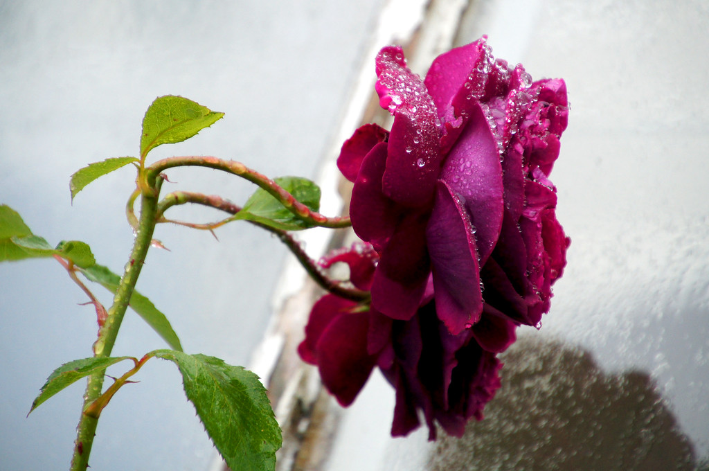 purple rose in old rose garden of borde hill garden Purple rose in old rose garden of Borde Hill Garden