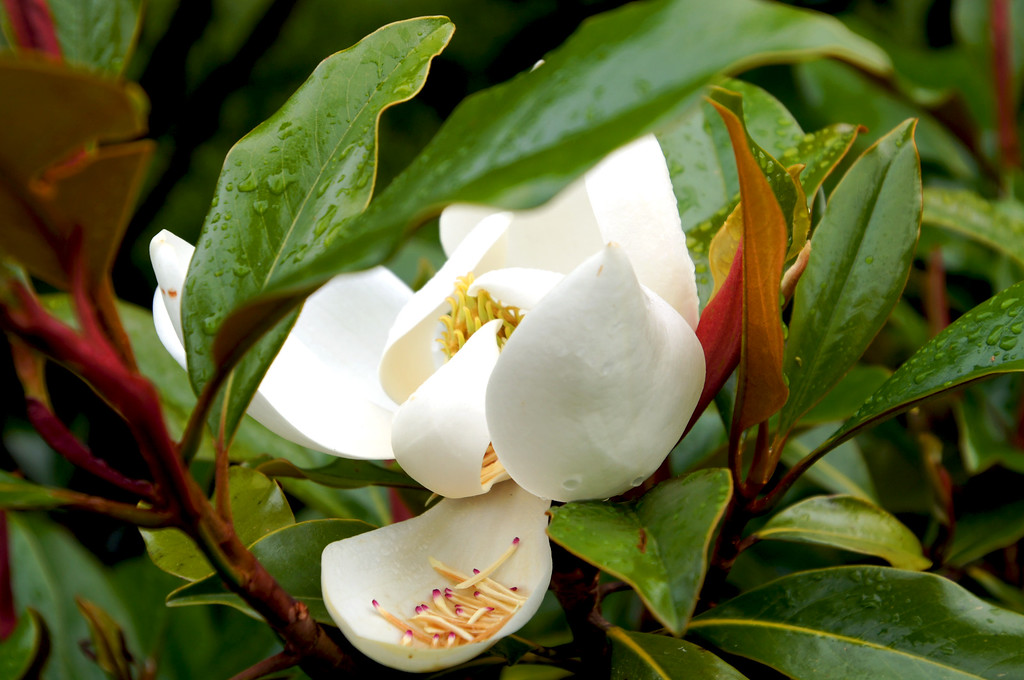 rare magnolia in garden of allah in borde hill gardens Rare magnolia in garden of allah in Borde Hill Garden