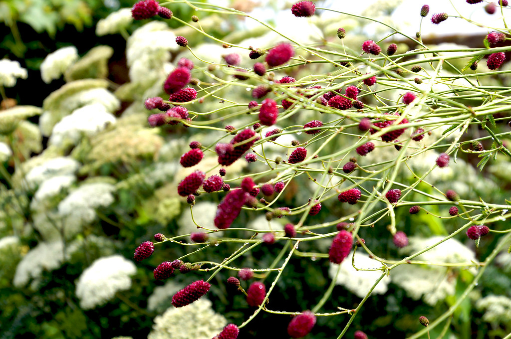 red flowers in front of white flowers in the borde hill gardens Red flowers in front of white flowers in the Borde Hill Garden