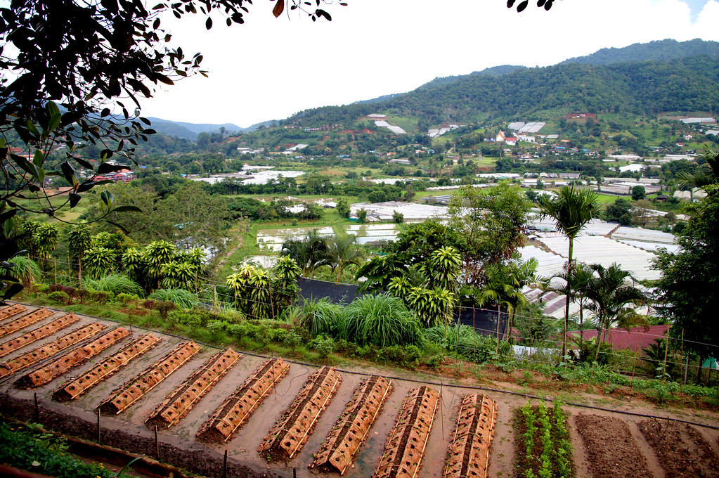 vegetable patch at panviman chiang mai in thailand Vegetable patch at Panviman Chiang Mai Spa Resort