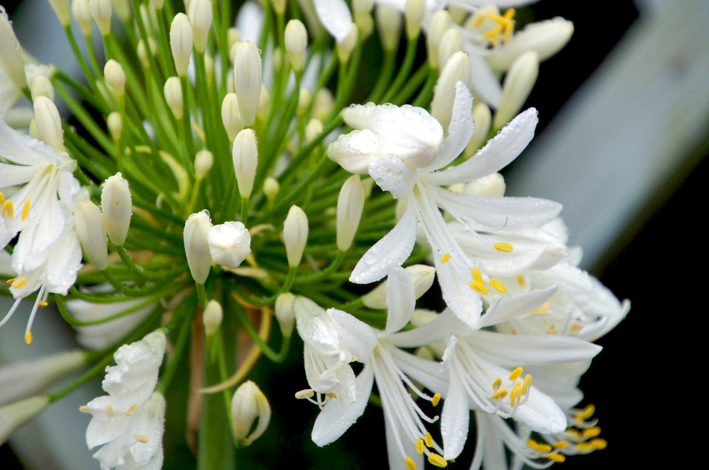 white agapanthus in borde hill gardens White agapanthus in Borde Hill Garden