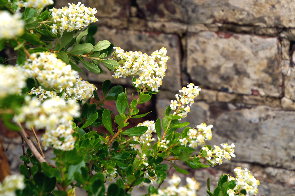 white flowers in front of old potting shed in borde hill gardens White flowers in front of old potting shed in Borde Hill Garden