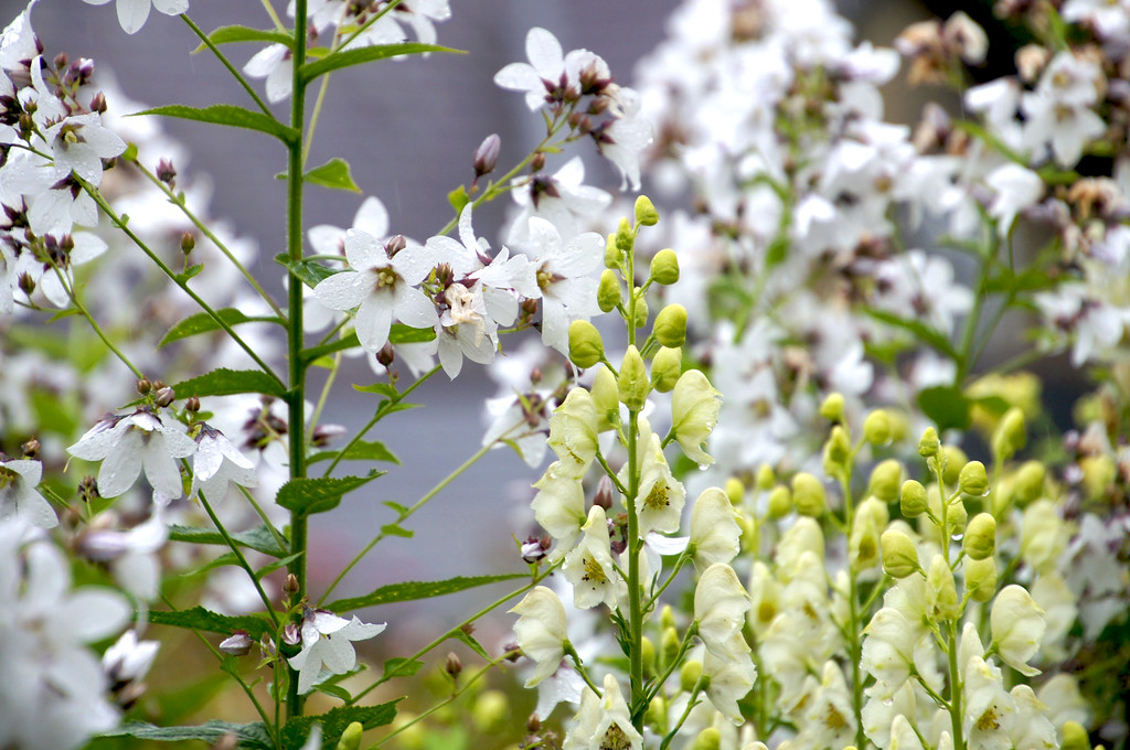 wild blooms in borde hill gardens Wild blooms in Borde Hill Garden