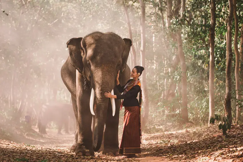 Elephant with beautiful girl in asian countryside Thailand