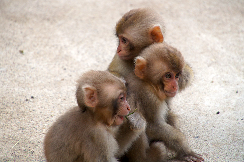 2 Week Japan Itinerary Jigokudani Monkey Park Baby Monkeys Baby snow monkeys at Jigokudani Monkey Park