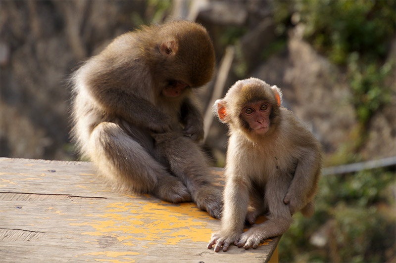 2 Week Japan Itinerary Jigokudani Monkey Park Mummy and Baby Monkey Young Japanese macaque beside its mother at Jigokudani Monkey Park