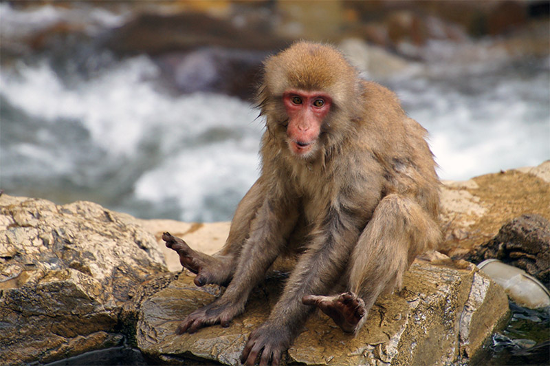 2 Week Japan Itinerary Jigokudani Monkey Park Wet Monkey Wet snow monkey at Jigokudani Monkey Park