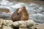 Adult snow monkey at Jigokudani Monkey Park