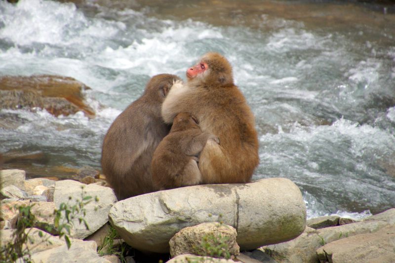 Adult snow monkey at Jigokudani Monkey Park