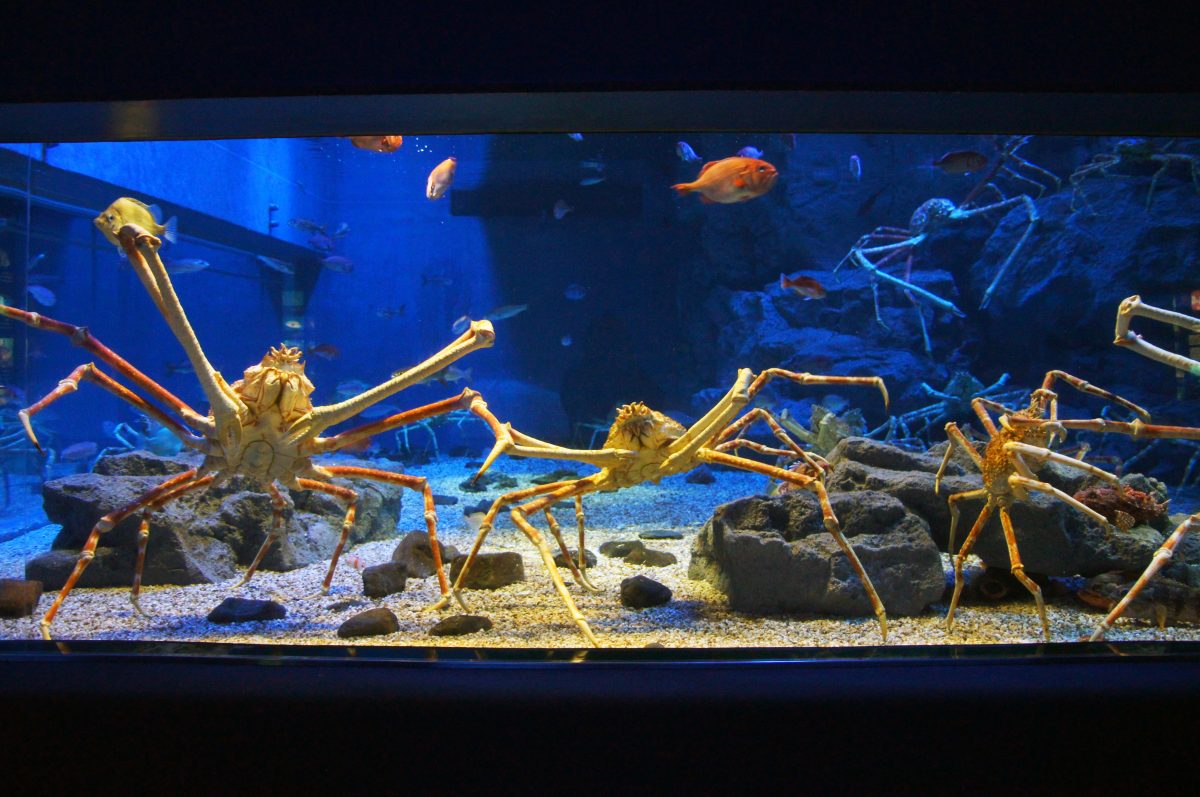 2 Week Japan Itinerary osaka aquarium crabs Giant crabs displayed at Osaka Aquarium