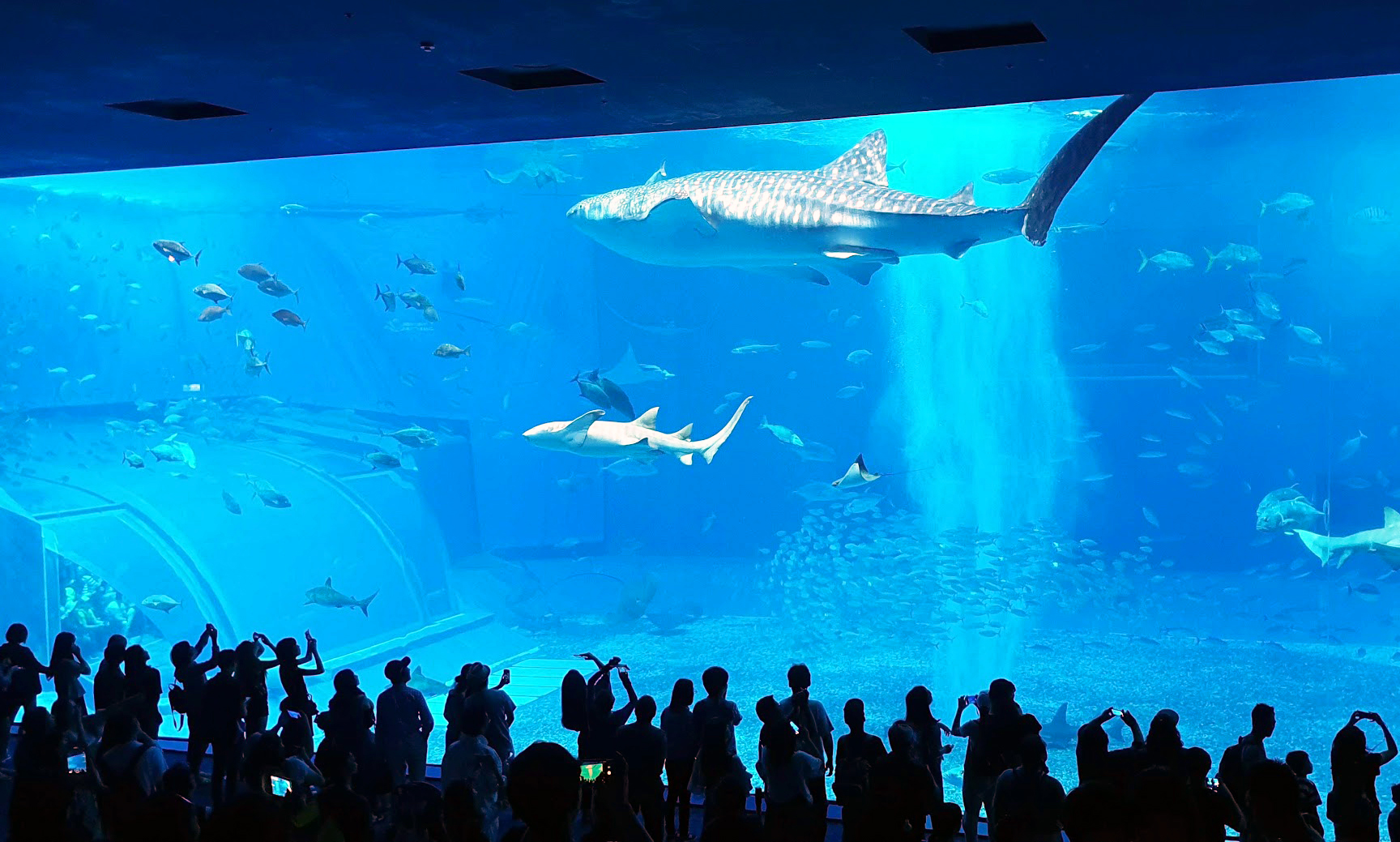 Whale shark swimming in the Kuroshio Sea tank at Okinawa Churaumi Aquarium