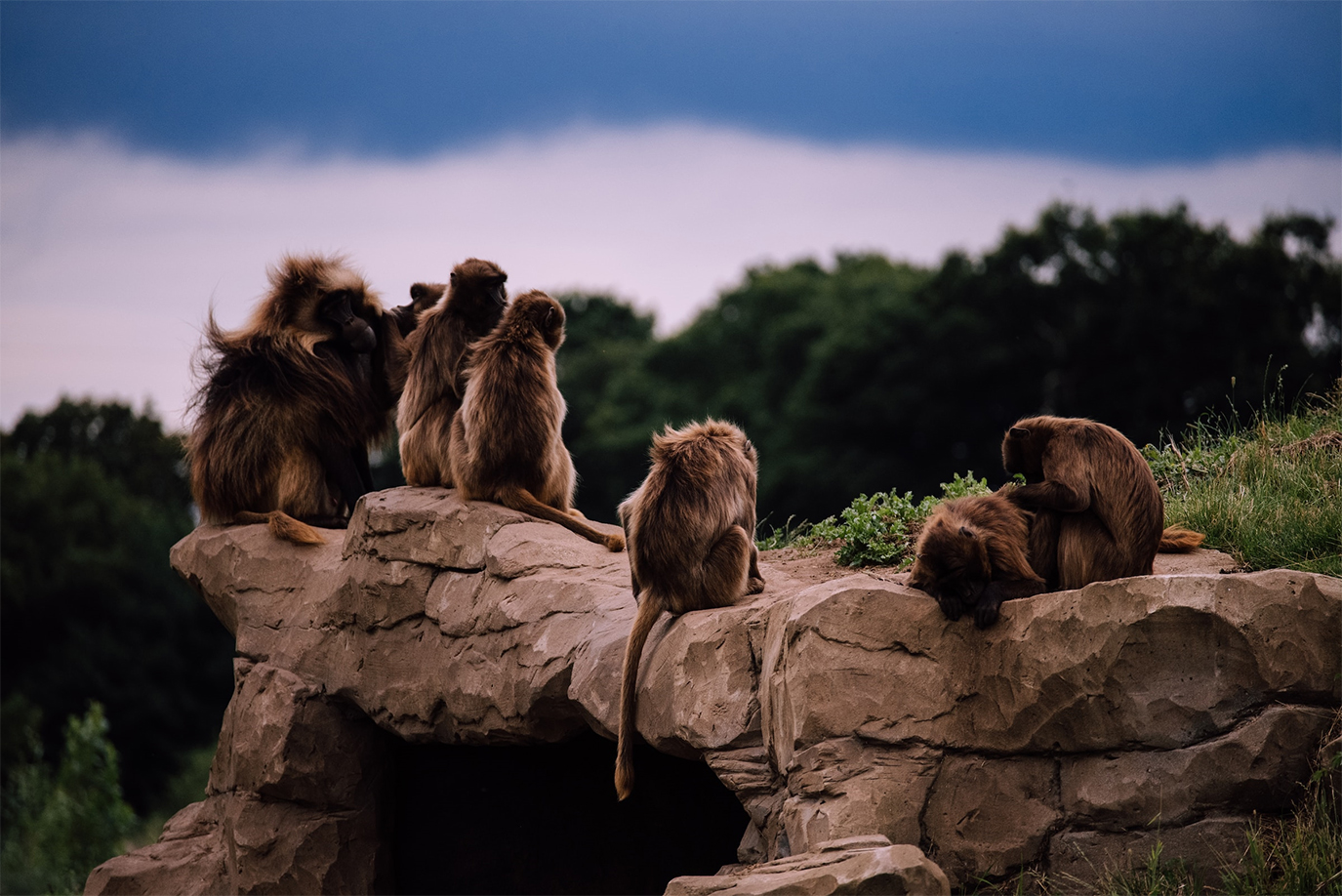 Yorkshire Wildlife Park Review gelada Monkey
