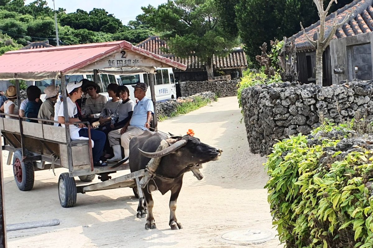20190519 100151 edited 1 Water buffalo and cart in Taketomi village