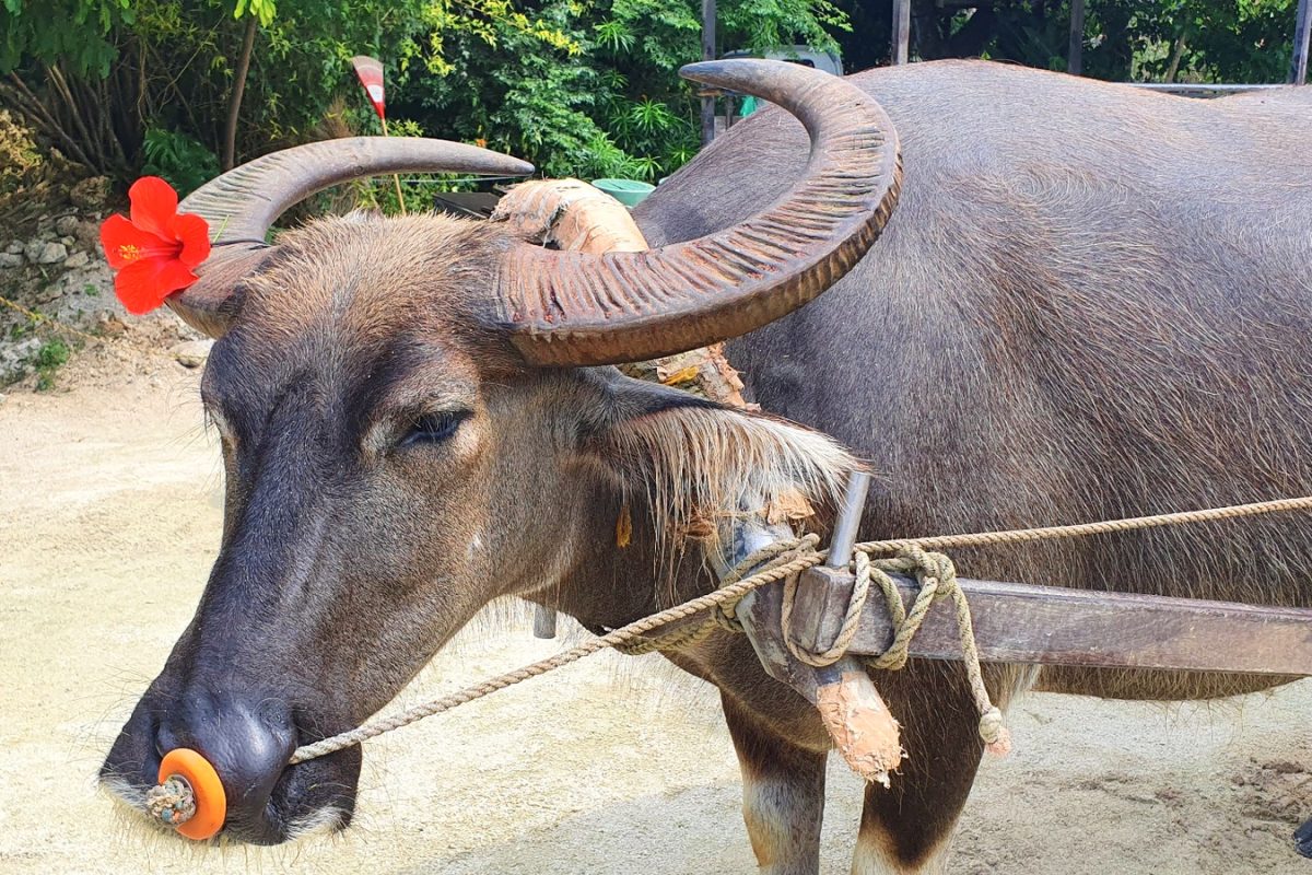 20190519 103237 edited 1 Water buffalo decorated with a red flower on Taketomi Island