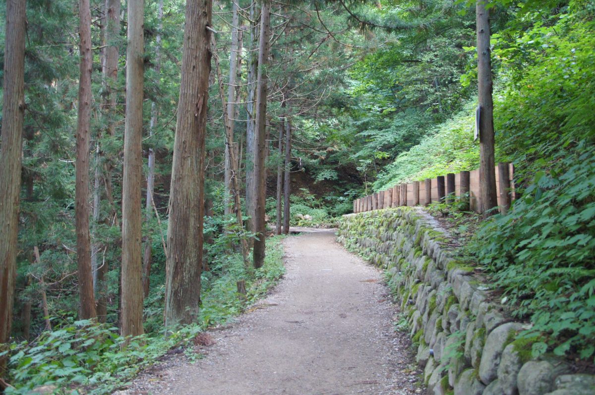 DSC00214 Quiet unpaved forest trail winding through trees towards Jigokudani Monkey Park