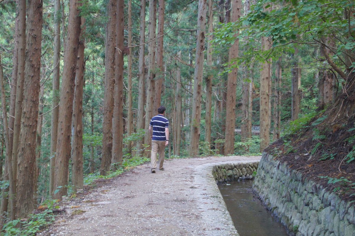 DSC00229 Gary walking between tall cedar trees on the trail to Jigokudani Monkey Park
