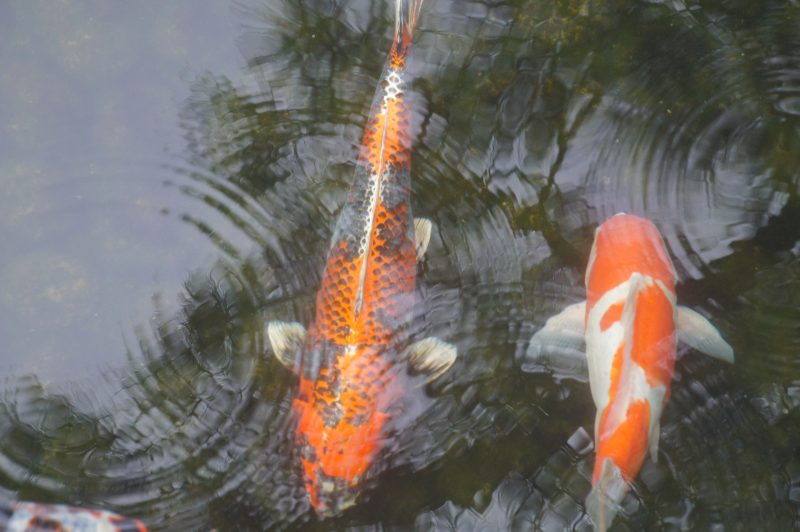 Orange and white koi in a Koko-en pond