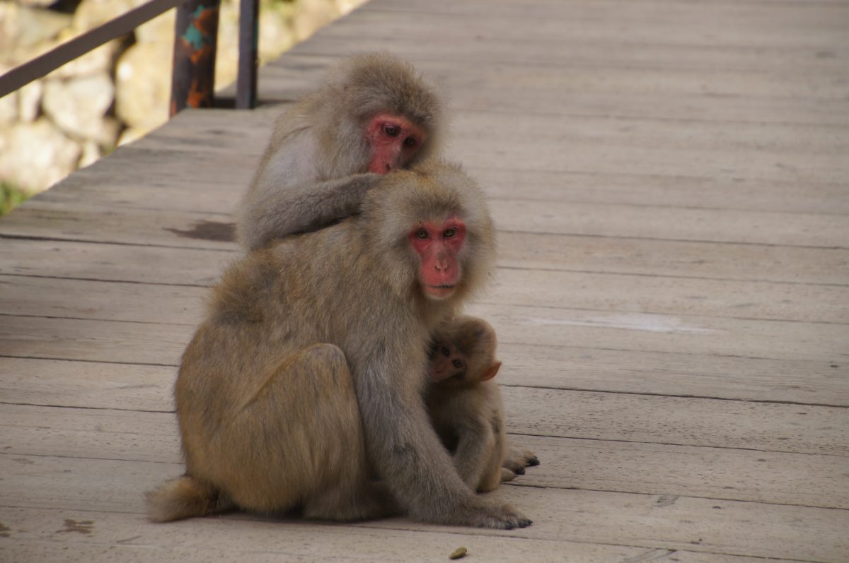 DSC00286 Adult Japanese macaque with two young monkeys on a wooden platform at Jigokudani