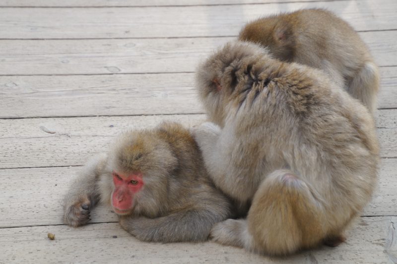 DSC00299 Three Japanese macaques resting together on a wooden platform at Jigokudani Monkey Park