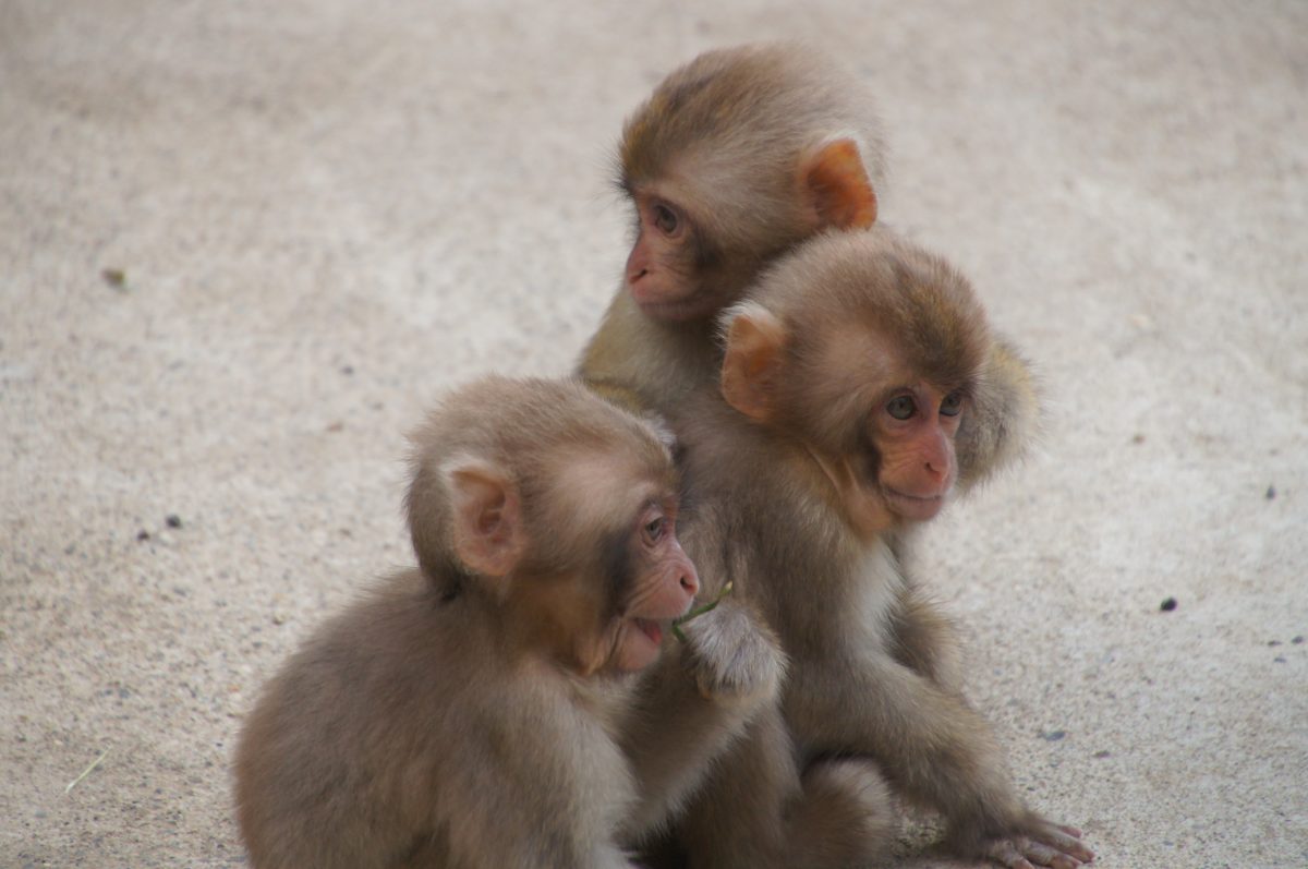 DSC00316 Three young Japanese macaques huddled together at Jigokudani Monkey Park
