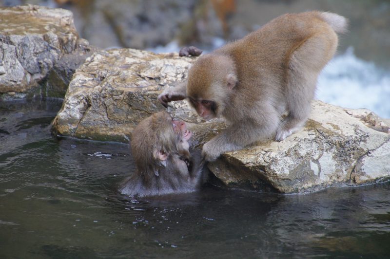 DSC00337 Young Japanese macaque climbing from the water beside another monkey at Jigokudani