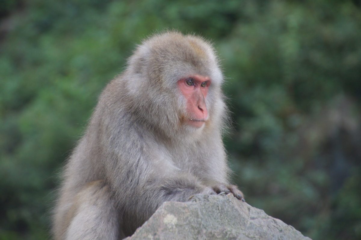 DSC00356 Close portrait of a Japanese macaque against the green forest at Jigokudani Monkey Park
