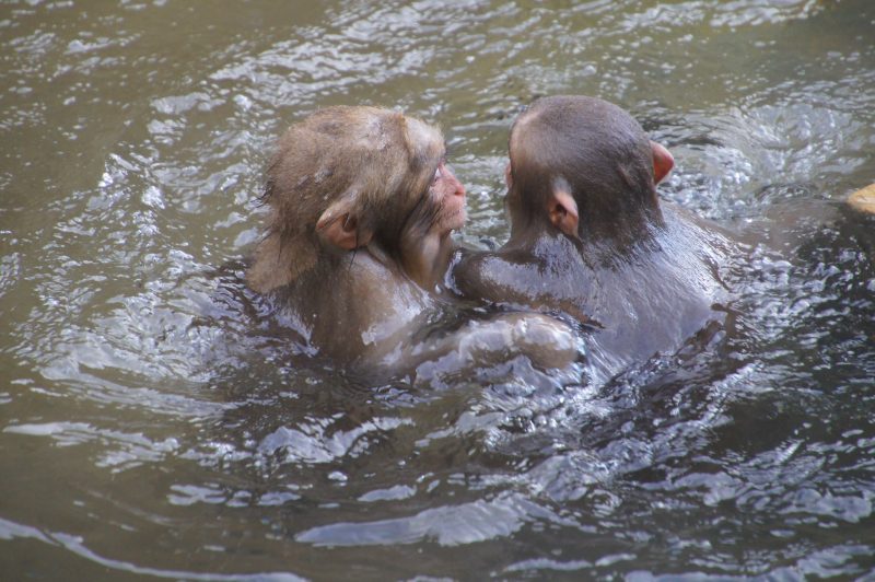 DSC00362 Two young Japanese macaques splashing together in the water at Jigokudani Monkey Park