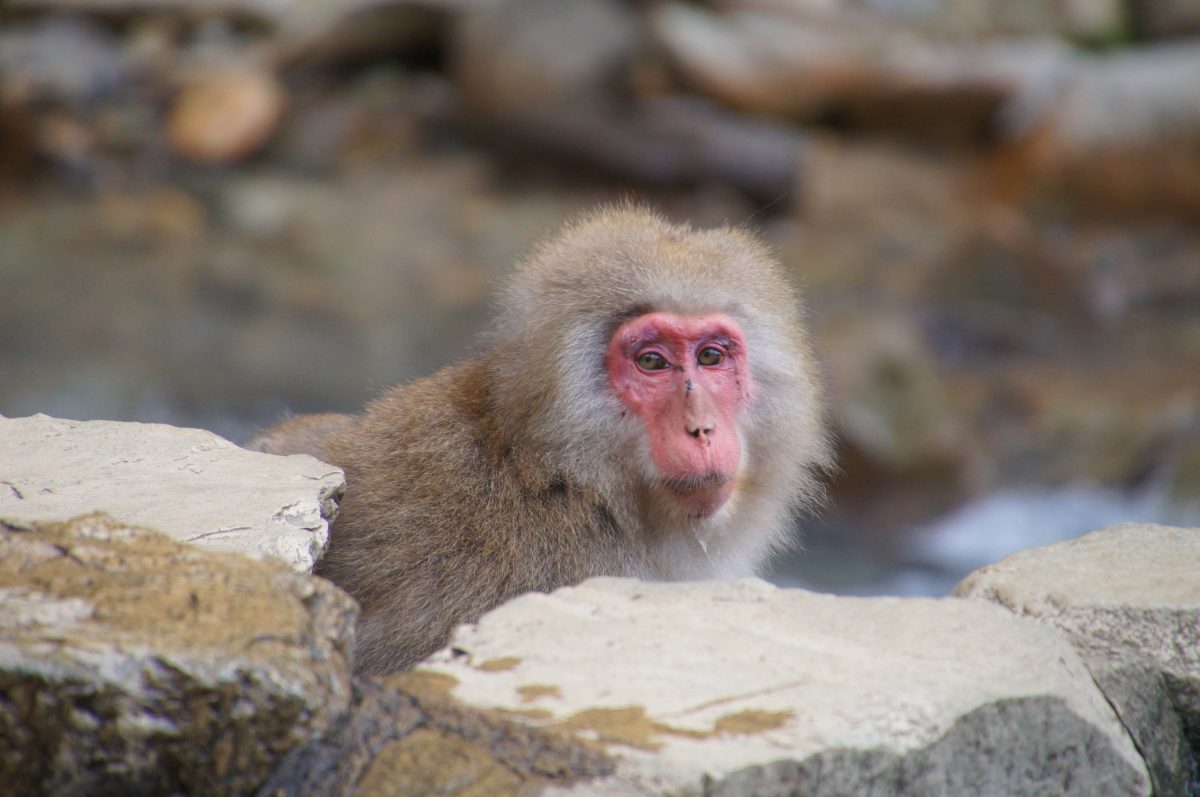DSC00379 Young Japanese macaque peeking over a rock beside the water at Jigokudani Monkey Park