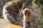 Adult Japanese macaque sitting beside a young monkey in warm September light at Jigokudani