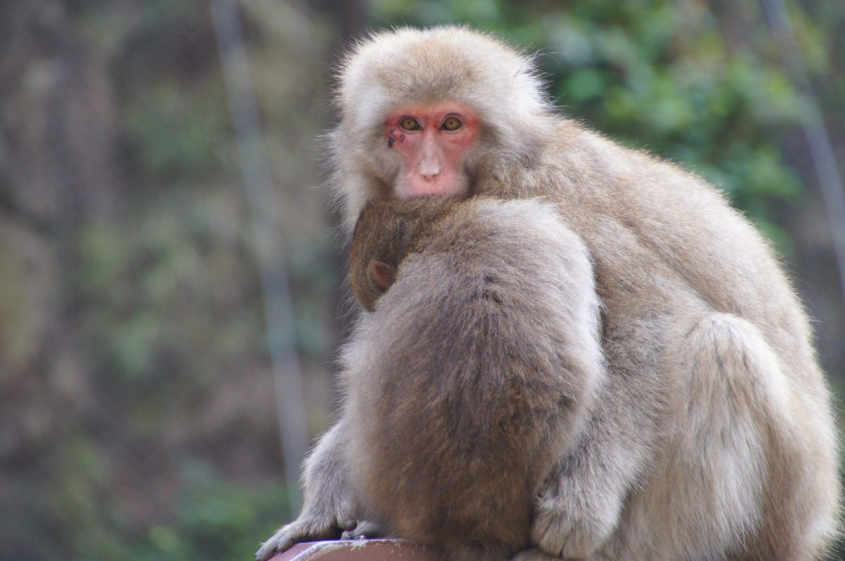 DSC00391 Adult and young Japanese macaques sitting together at Jigokudani Monkey Park