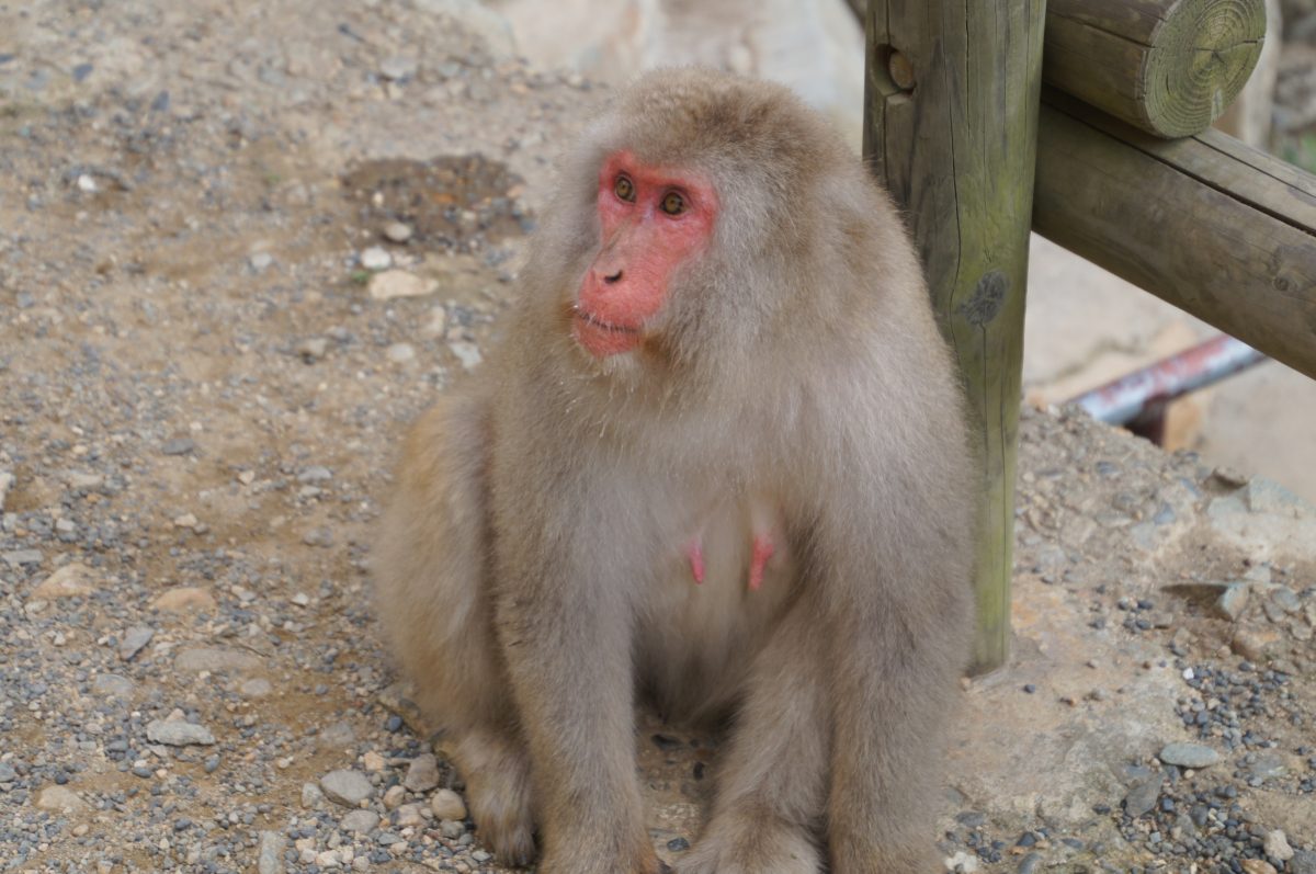 DSC00394 Japanese macaque sitting beside a wooden rail at Jigokudani Monkey Park