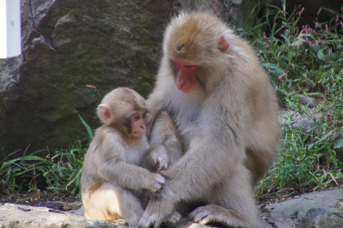 DSC00396 Adult Japanese macaque sitting closely with a young monkey at Jigokudani Monkey Park