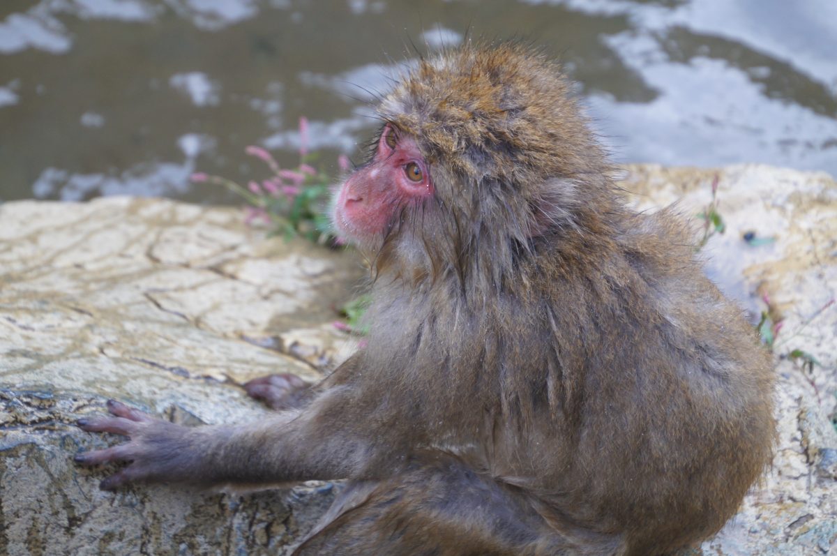 DSC00429 Wet Japanese macaque sitting on rocks beside the hot spring at Jigokudani Monkey Park