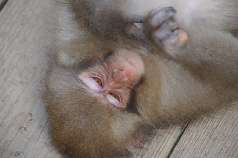 DSC00451 Young Japanese macaque sleeping in the arms of an adult at Jigokudani Monkey Park