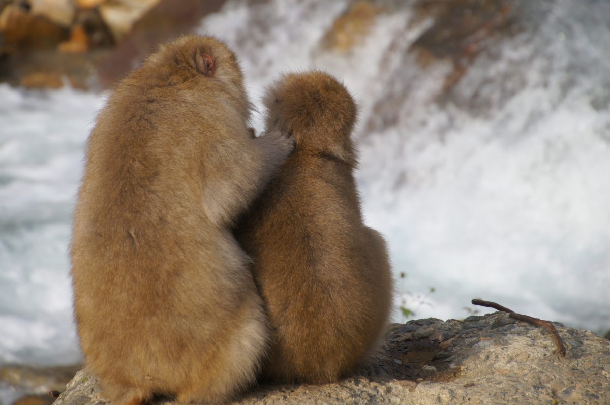 DSC00468 Two Japanese macaques sitting together beside the rushing river at Jigokudani Monkey Park