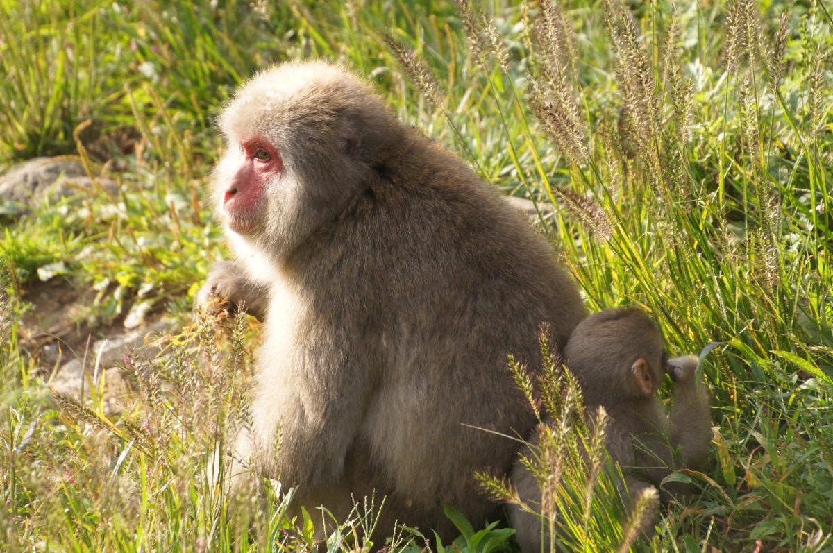 DSC00474 Japanese macaque sitting in warm autumn sunshine at Jigokudani Monkey Park