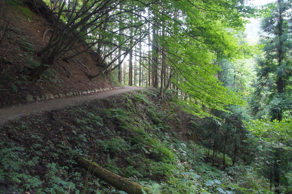 DSC00486 Narrow woodland path on the approach to Jigokudani Monkey Park