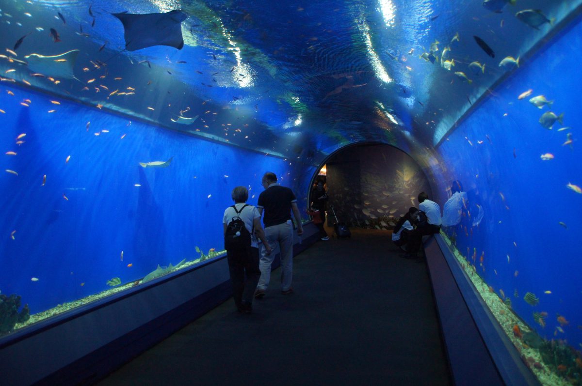 Visitors walking through a curved aquarium tunnel at Osaka Aquarium Kaiyukan