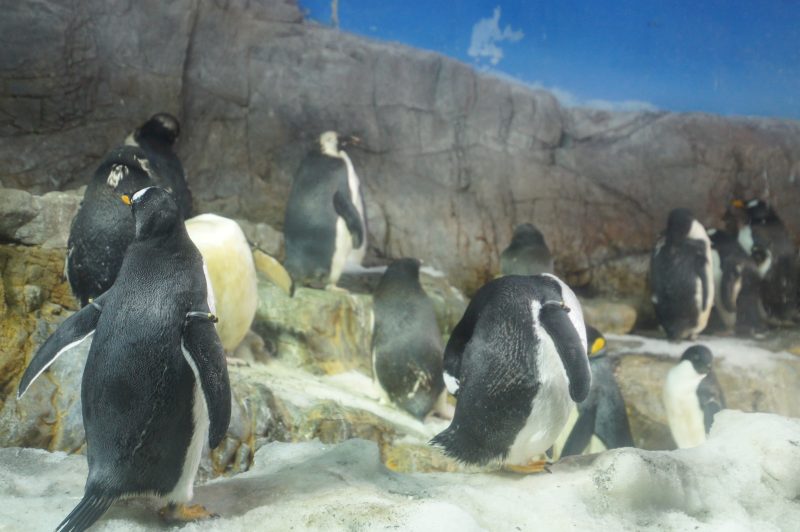 Penguins standing in their rocky enclosure at Osaka Aquarium Kaiyukan
