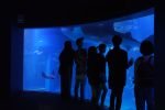 Visitors silhouetted in front of a whale shark in Osaka Aquarium Kaiyukan’s main tank