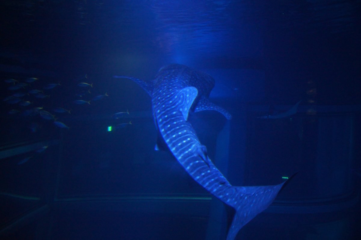 Rear view of a whale shark swimming through the Pacific Ocean tank at Osaka Aquarium