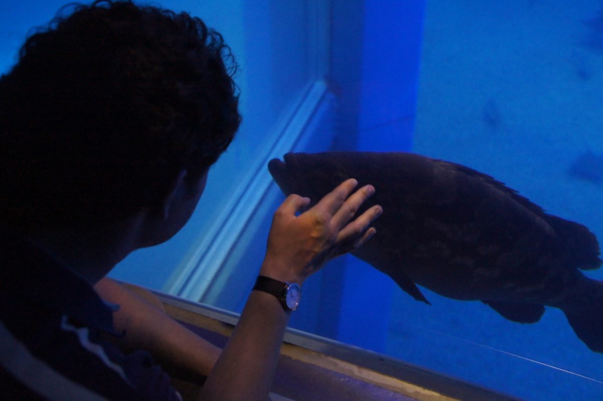 Gary holding his hand to the glass beside a large fish at Osaka Aquarium Kaiyukan