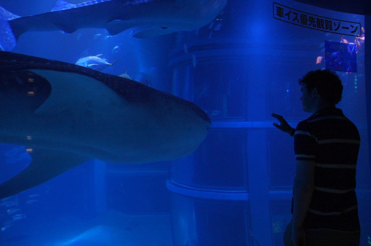 Gary standing beside a whale shark at Osaka Aquarium Kaiyukan
