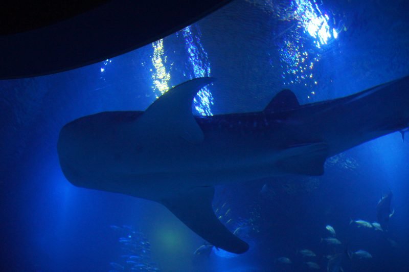 Whale shark swimming overhead in Osaka Aquarium Kaiyukan’s main tank