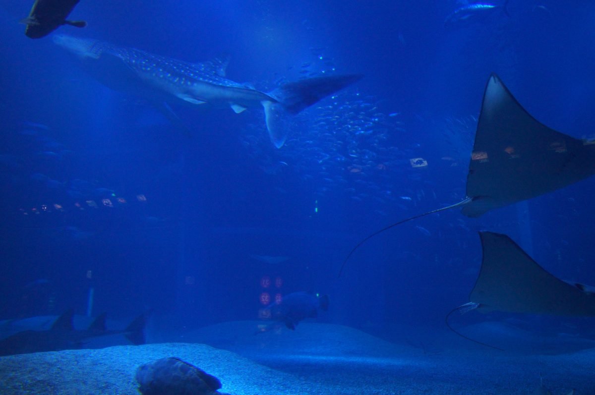 Whale shark and two rays swimming in the blue Pacific Ocean tank at Osaka Aquarium