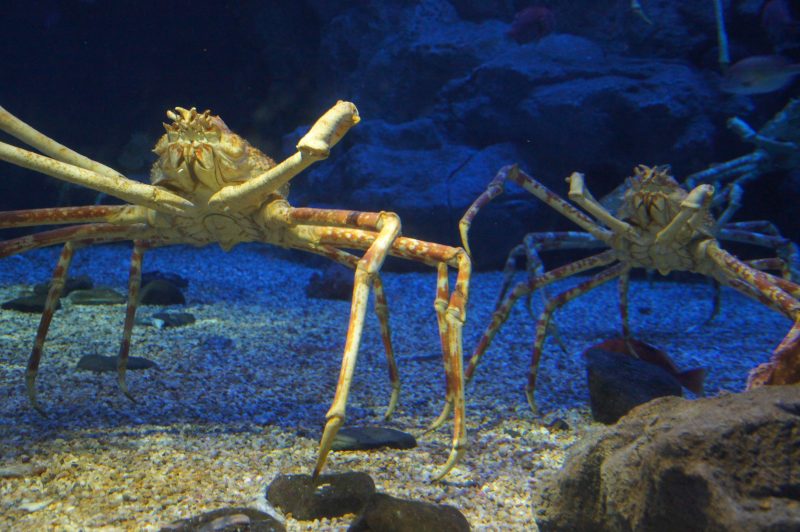 Two giant Japanese spider crabs at Osaka Aquarium Kaiyukan
