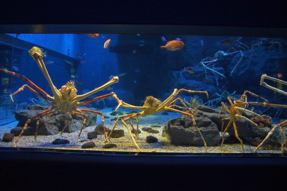 Giant Japanese spider crabs in a wide tank at Osaka Aquarium Kaiyukan